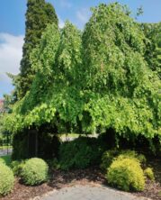 Les jardins de fraîcheur : lutter contre le réchauffement climatique et améliorer la qualité de vie !