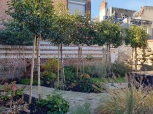 Arbres palisses occultant jardin plantation Carnel Paysages Arras 300x225 - Les jardins de fraîcheur : lutter contre le réchauffement climatique et améliorer la qualité de vie !