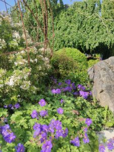 IMG 20230527 091322 225x300 - Jardinage Naturel : Conseils pratiques pour un jardin équilibré et florissant !