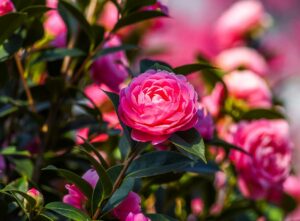 camelia 300x221 - Les 4 plantes arbustives les plus florifères pour embellir votre jardin toute l'année !