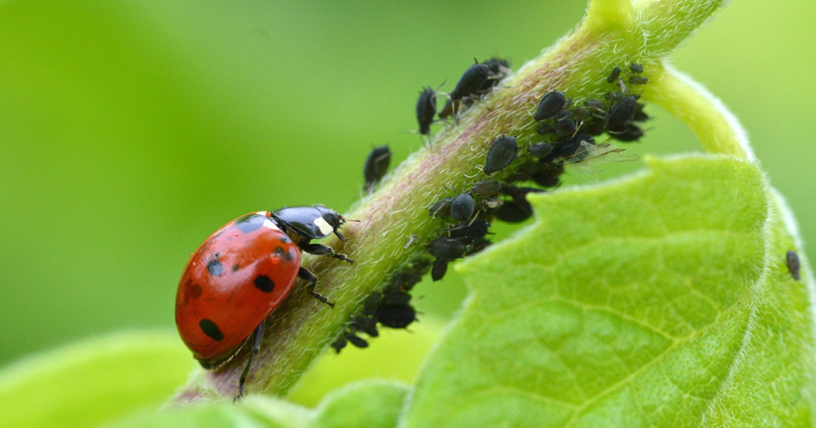 Lutter contre les pucerons : Guide complet pour protéger votre jardin