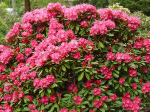 rhododendron 300x225 - Les 4 plantes arbustives les plus florifères pour embellir votre jardin toute l'année !