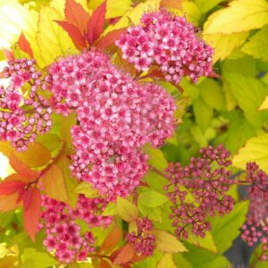 spiraea japonica goldflame 300x300 - Un jardin coloré toute l'année : Arbustes et astuces pour chaque saison