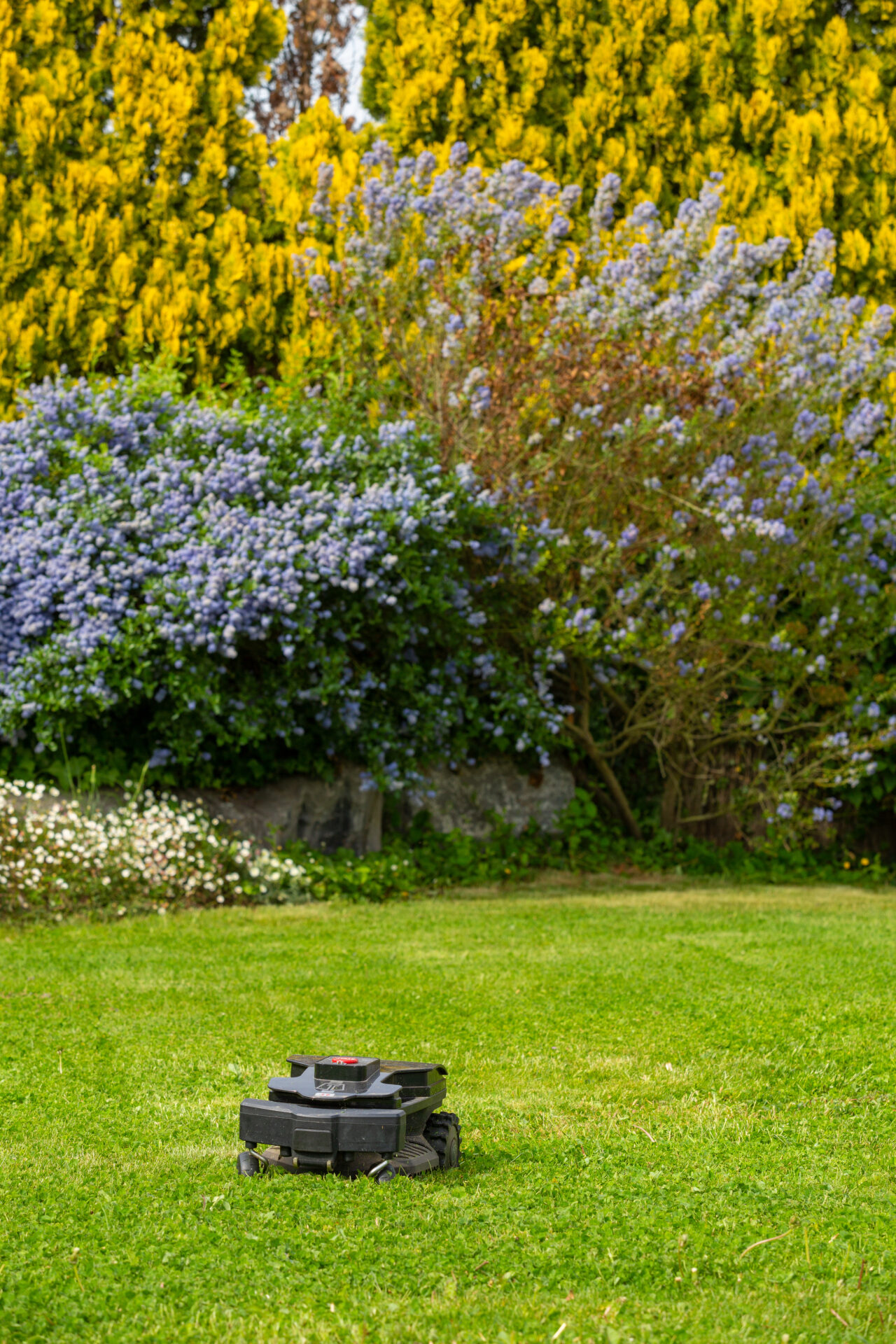 Comparatif tondeuse thermique et robot de tonte : Quel choix pour une pelouse impeccable ?