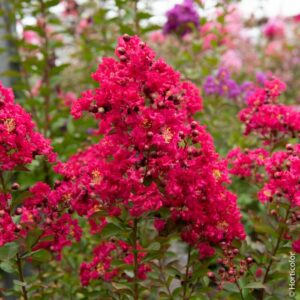 a064 a065 lagerstroemia red imperator pm154508 300x300 - 6 arbustives à fleurs d'été pour un paysage captivant dans le Nord de la France !