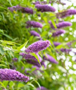 buddleia 252x300 - Les arbustes et plantes vivaces essentiels pour attirer les insectes butineurs dans votre Jardin !