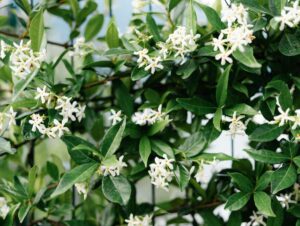 jasmin 300x226 - Les arbustes et plantes vivaces essentiels pour attirer les insectes butineurs dans votre Jardin !