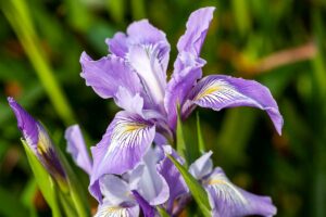 How to Grow Douglas Iris Feature 300x200 - Il est temps de planter les bulbes à floraison printanière pour un jardin coloré au printemps