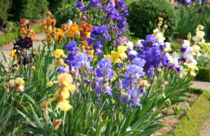 dj iris fleur fo 300x194 - Diviser les touffes d'iris : Un geste essentiel pour une floraison éblouissante !
