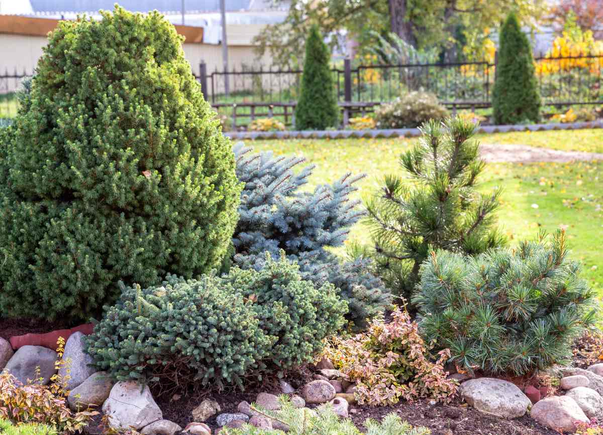 Le Retour En Force Des Petits Conif res Dans Les Jardins