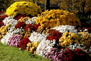 59adacpc7qo8osgkg40gsw08g source 11448988 300x202 - La palette éblouissante des fleurs d'Automne : Un guide pour un jardin vibrant !