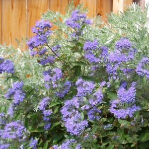 Caryopteris x clandonensis Heavenly Blue 7588 1 300x300 - La palette éblouissante des fleurs d'Automne : Un guide pour un jardin vibrant !