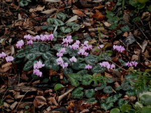 Cyclamen coum clump01 300x225 - La palette éblouissante des fleurs d'Automne : Un guide pour un jardin vibrant !