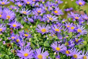 asters 3632294 300x200 - La palette éblouissante des fleurs d'Automne : Un guide pour un jardin vibrant !