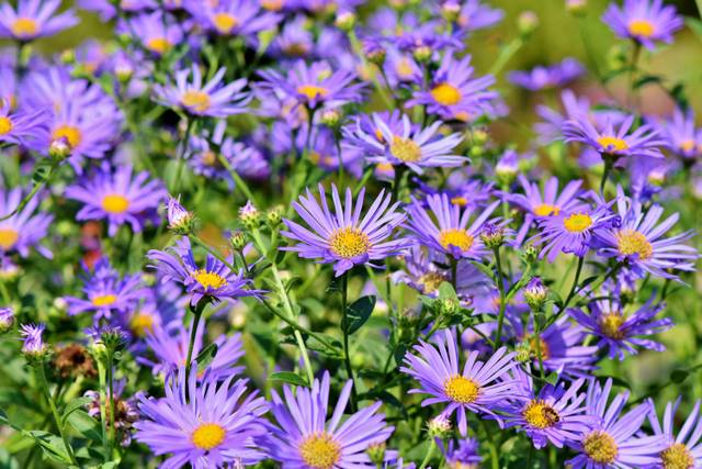 La palette éblouissante des fleurs d’Automne : Un guide pour un jardin vibrant !