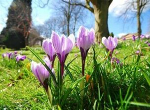 Il est temps de planter les bulbes à floraison printanière pour un jardin coloré au printemps