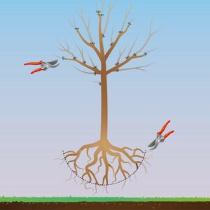 plantation en racines nues 300x300 - La taille des racines : Comment et pourquoi tailler les racines des arbres et arbustes.
