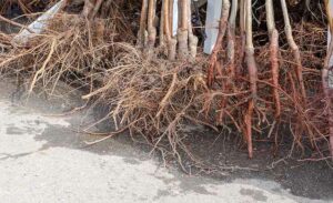 racines nues4 300x183 - La taille des racines : Comment et pourquoi tailler les racines des arbres et arbustes.