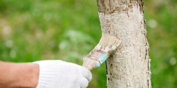 Badigeonner les arbres fruitiers : Une tradition revisitée pour une protection efficace
