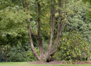 cepee modifie 1 300x219 - L’importance d’un arbre isolé dans un jardin