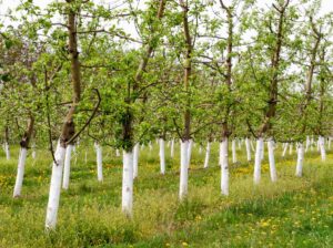 chaulage chaux arbre fruitier 300x224 - Badigeonner les arbres fruitiers : Une tradition revisitée pour une protection efficace