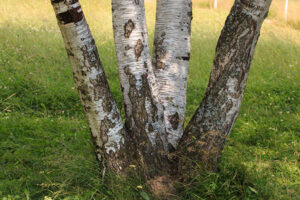 image 300x200 - L’importance d’un arbre isolé dans un jardin