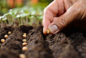 semis en place technique legume fleur potager jardin 300x201 - Récolter les graines de fleurs : une pratique économique et gratifiante