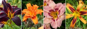 Hemerocalles Floraison 300x100 - Préparez dès maintenant vos bouquets d'été avec notre sélection de fleurs à couper