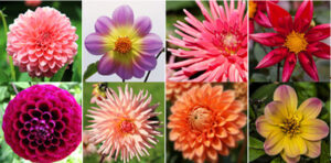 dahlias varietes 191450 300x148 - Préparez dès maintenant vos bouquets d'été avec notre sélection de fleurs à couper
