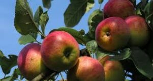 Image2 300x158 - Les fruitiers pour votre jardin : un guide complet pour faire le bon choix !