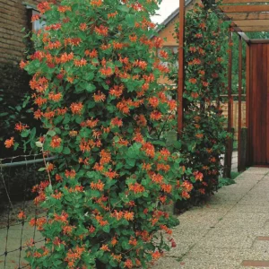 Chevrefeuille 300x300 - Créez un Jardin Vertical avec des Plantes Grimpantes