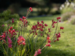 FLEURS ROUGE 1 300x225 - La division des plantes vivaces – Une technique essentielle pour un jardin en pleine santé