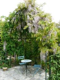 Glycine - Créez un Jardin Vertical avec des Plantes Grimpantes