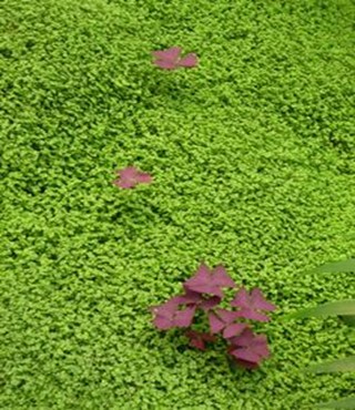 Plantes vivaces : un peu, beaucoup, à la folie !