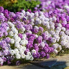 Image10 - Plantes vivaces : un peu, beaucoup, à la folie !