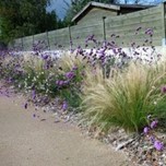 Image11 - Plantes vivaces : un peu, beaucoup, à la folie !