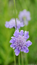 Image2 - Plantes vivaces : un peu, beaucoup, à la folie !