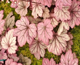 Image9 - Plantes vivaces : un peu, beaucoup, à la folie !