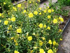 11d1aa073401aa505bde78969ca6a439 - Fleurissez votre potager avec des graines : Conseils et astuces pour un jardin fleuri et productif cet été