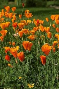 1b4afff8f727d13fac9300fa79202c30 201x300 - Fleurissez votre potager avec des graines : Conseils et astuces pour un jardin fleuri et productif cet été