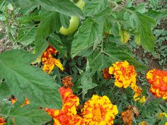 2e5802af3cf2e0eb0280a4f5f9b7225d - Fleurissez votre potager avec des graines : Conseils et astuces pour un jardin fleuri et productif cet été