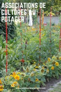 56226e015435f066c72d206d70e1d974 200x300 - Fleurissez votre potager avec des graines : Conseils et astuces pour un jardin fleuri et productif cet été