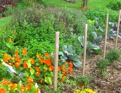 a2ddedb1a7a918de9221818dd2633773 1 - Fleurissez votre potager avec des graines : Conseils et astuces pour un jardin fleuri et productif cet été