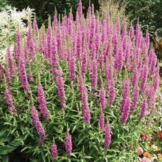 ea6484b1c95cb7861f7637cf9dbd2f8d - Fleurissez votre potager avec des graines : Conseils et astuces pour un jardin fleuri et productif cet été