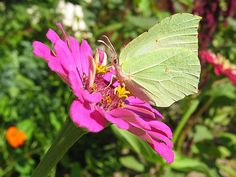 4f338bae1199dc0a7ad37e1cc5bfcb32 - Un Jardin Paradis pour les Papillons : Créer un Refuge Naturel pour Nos Amis Ailés