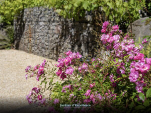 559 IMGP8364 300x225 - Un Jardin Paradis pour les Papillons : Créer un Refuge Naturel pour Nos Amis Ailés