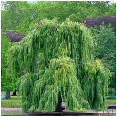 5aa6dbeec6354aad1870d54c2a74d6fb - L’importance d’un arbre isolé dans un jardin