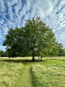 660da7cbe6a06cf55025a4847ba7d8b9 225x300 - L’importance d’un arbre isolé dans un jardin