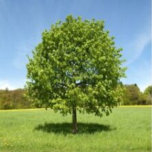 L’importance d’un arbre isolé dans un jardin