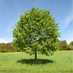 L’importance d’un arbre isolé dans un jardin